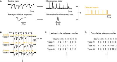 What We Can Learn From Cumulative Numbers of Vesicular Release Events